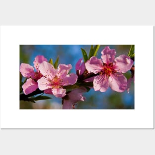 Peach Blossom. Posters and Art